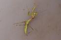 Mantis_ZZ608_D7756_Z_88_North Stradbroke island_Australie